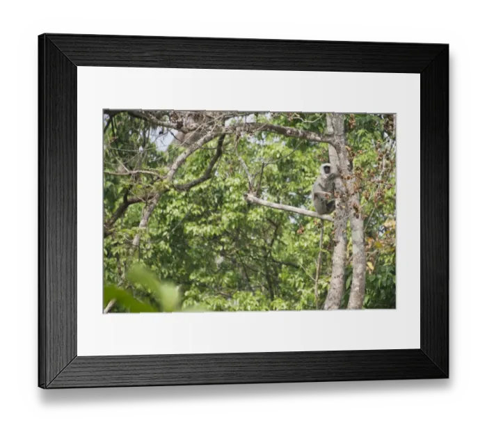 Framed Print : Black-faced langur, Chitwan National Park, Lumbini, Nepal Framed Print : Black-faced langur, Chitwan National Park, Lumbini, Nepal