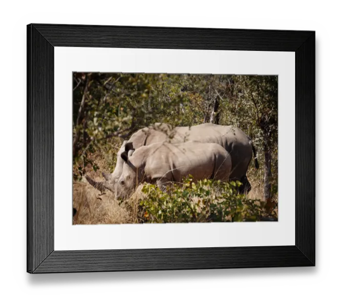 Framed Print : Mother and baby white rhinos, Zambia Framed Print : Mother and baby white rhinos, Zambia