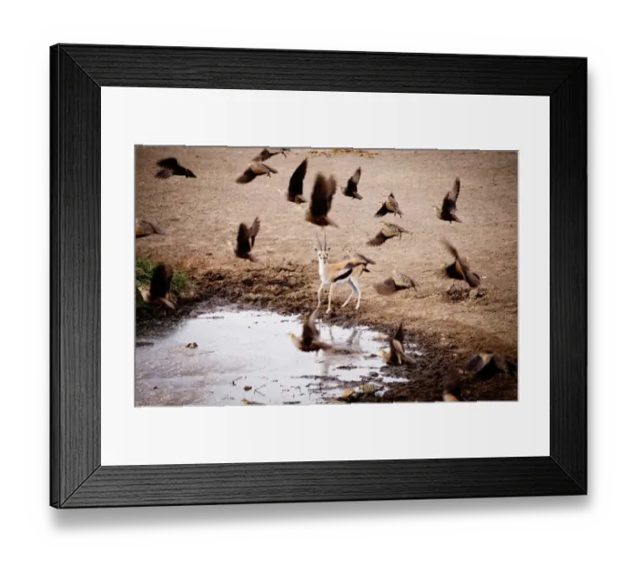Framed Print : A surprised Thomsons gazelle, Serengeti