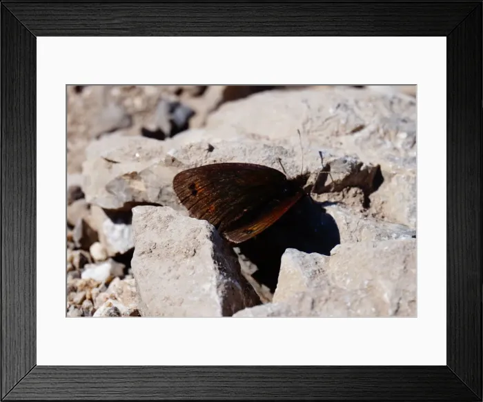 Framed Print : Butterfly, Picos de Europa, Spain Framed Print : Butterfly, Picos de Europa, Spain