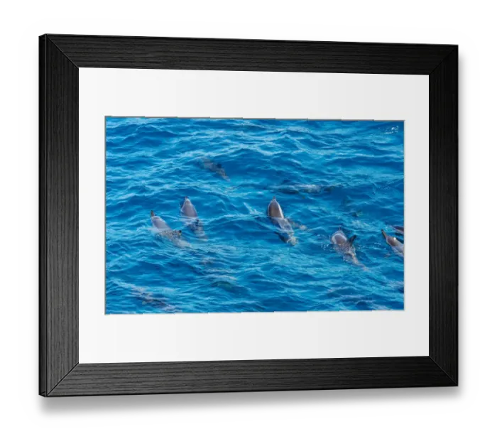 Framed Print : Rotating Dolphins Framed Print : Rotating Dolphins
