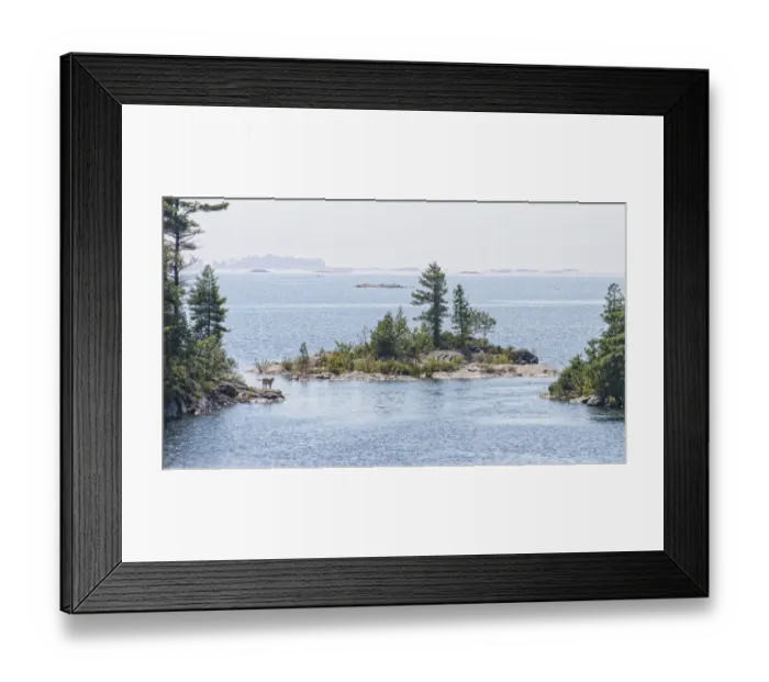 Framed Print : A dog within the rugged Islands Framed Print : A dog within the rugged Islands