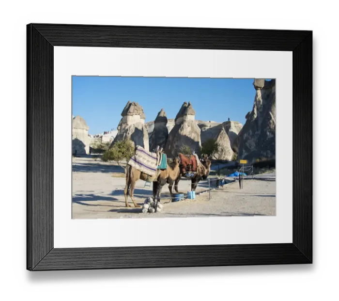 Framed Print : Camels with a Turkish rug on its back, Cappadochia Framed Print : Camels with a Turkish rug on its back, Cappadochia
