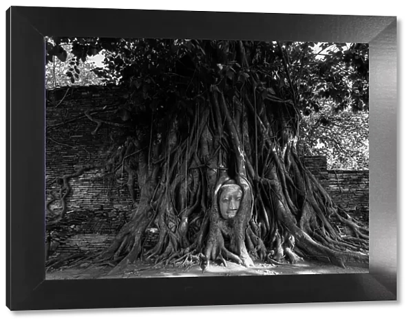 Buddha head in tree roots, Wat Mahathat, Ayutthaya