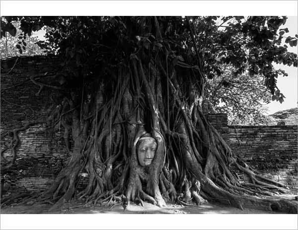 Buddha head in tree roots, Wat Mahathat, Ayutthaya