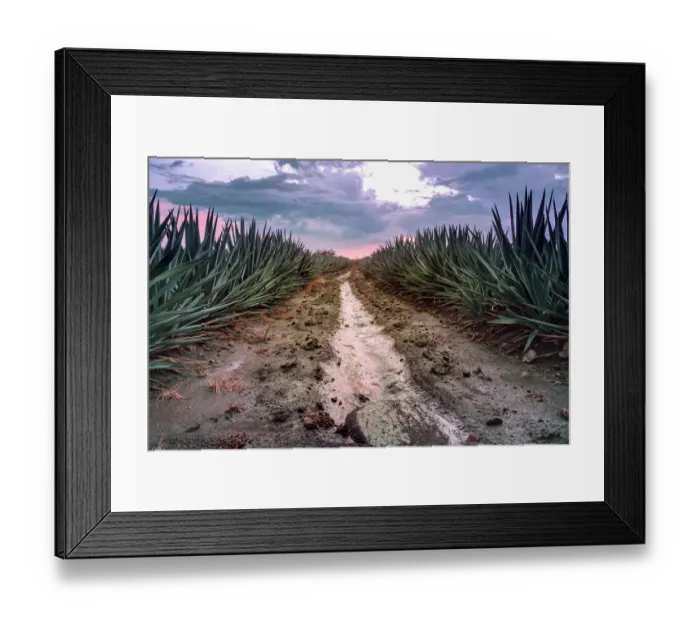 Framed Print : Landscape Blue Agave Framed Print : Landscape Blue Agave