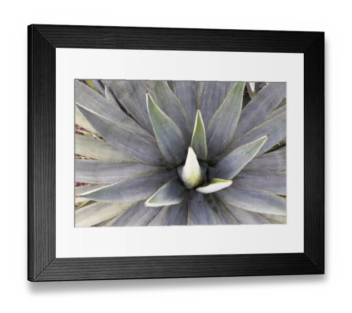Framed Print : Blue Agave Framed Print : Blue Agave