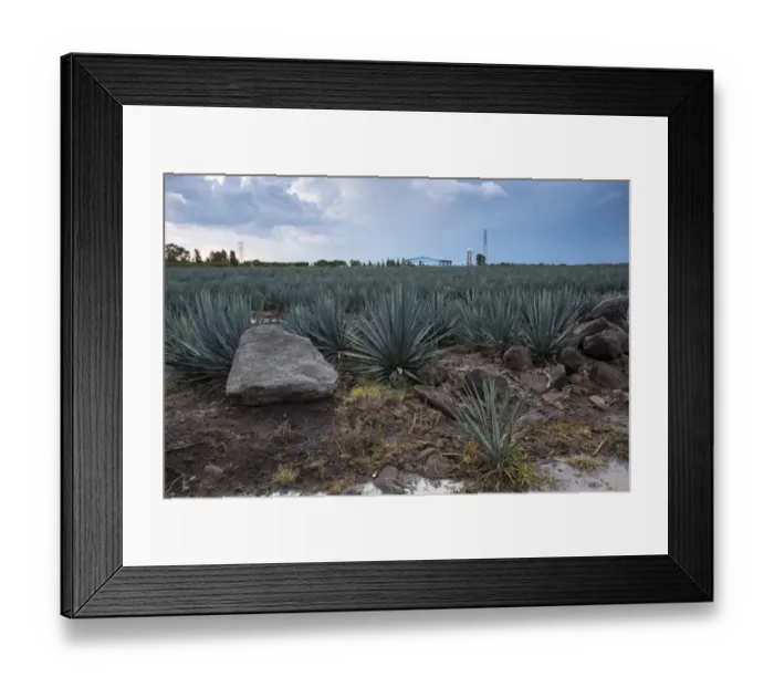 Framed Print : Landscape Blue Agave Framed Print : Landscape Blue Agave