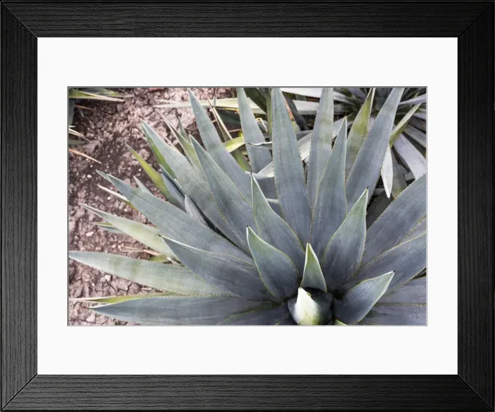 Framed Print : Blue Agave Framed Print : Blue Agave