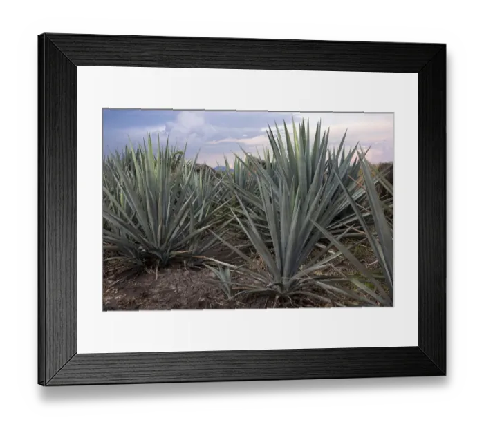 Framed Print : Landscape Blue Agave Framed Print : Landscape Blue Agave