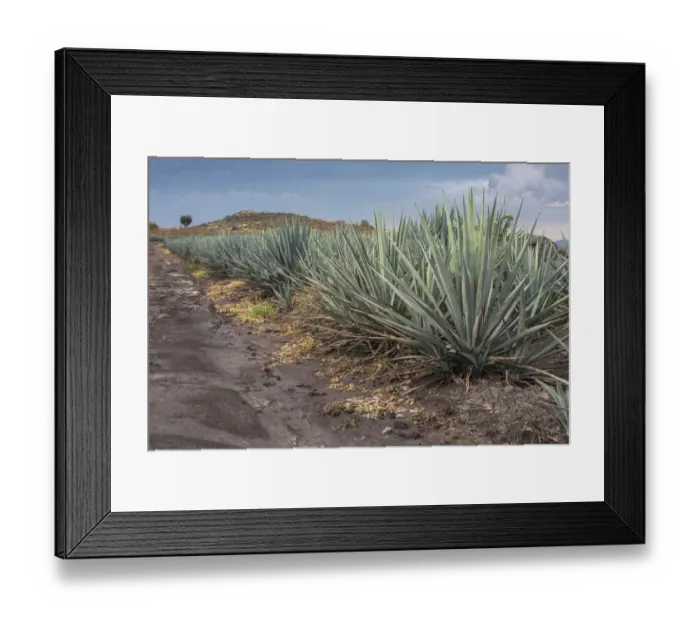 Framed Print : Landscape Blue Agave Framed Print : Landscape Blue Agave