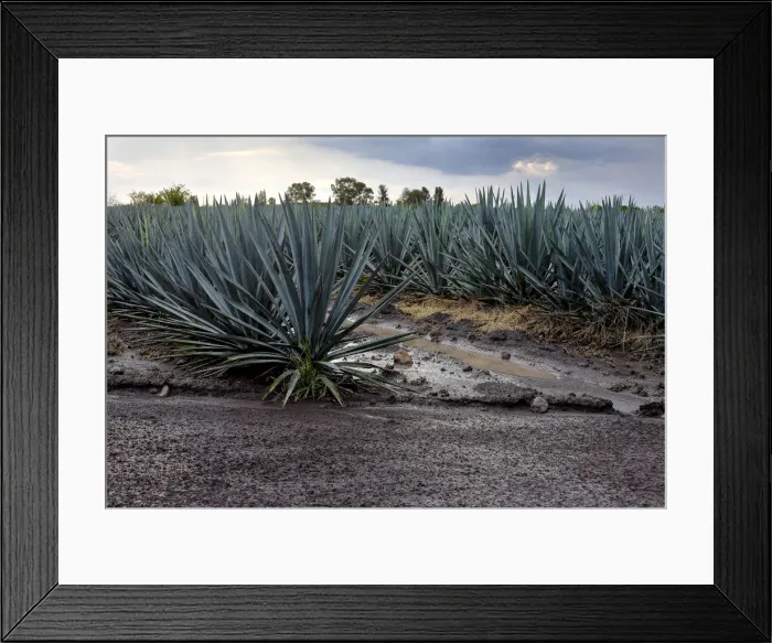 Framed Print : Landscape Blue Agave Framed Print : Landscape Blue Agave
