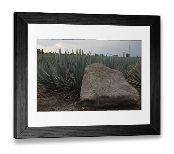 Framed Print : Landscape Blue Agave Framed Print : Landscape Blue Agave