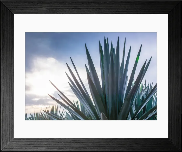 Framed Print : Blue Agave