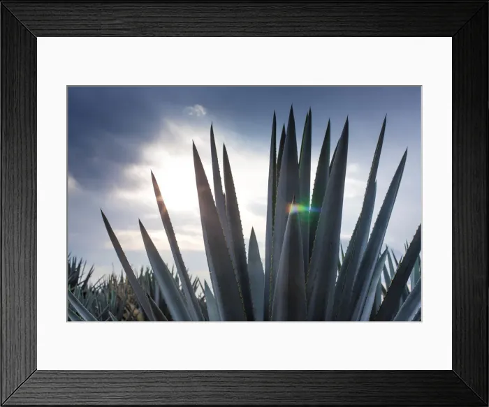 Framed Print : Blue Agave Framed Print : Blue Agave