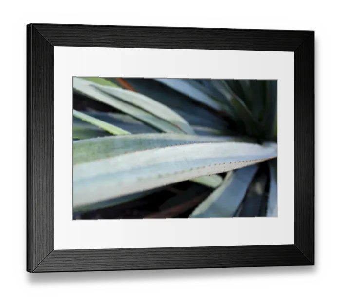 Framed Print : Blue Agave Framed Print : Blue Agave