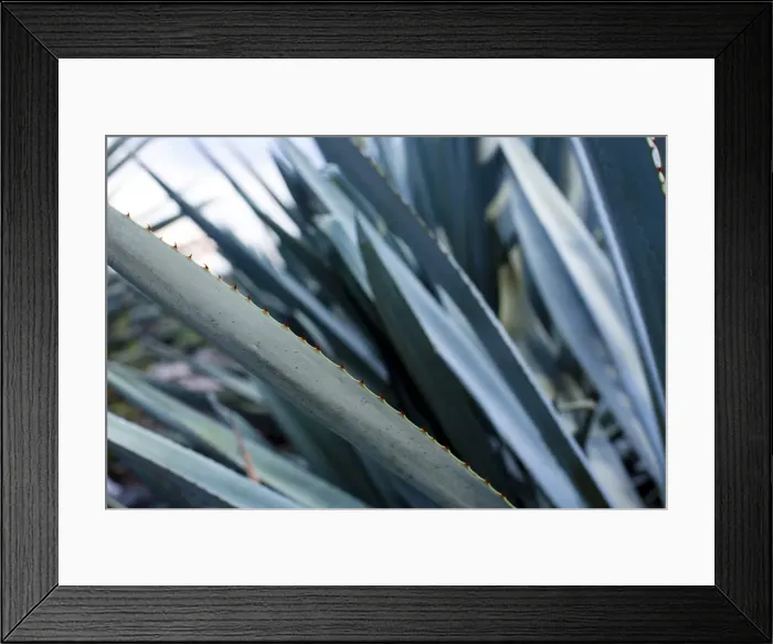 Framed Print : Landscape Blue Agave Framed Print : Landscape Blue Agave