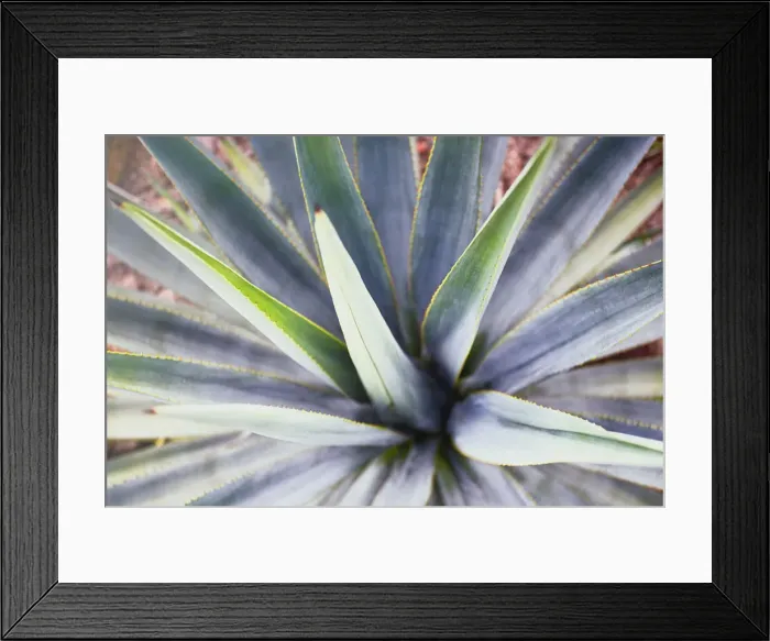 Framed Print : Landscape Blue Agave
