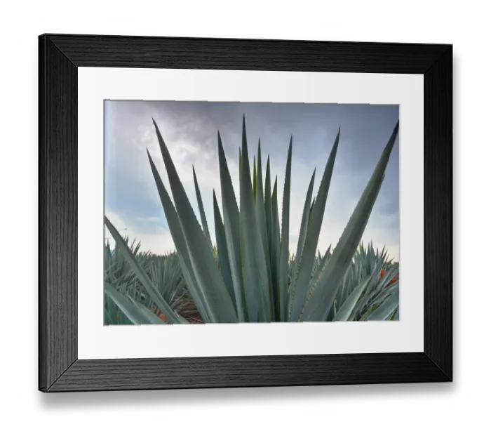 Framed Print : Landscape Blue Agave Framed Print : Landscape Blue Agave