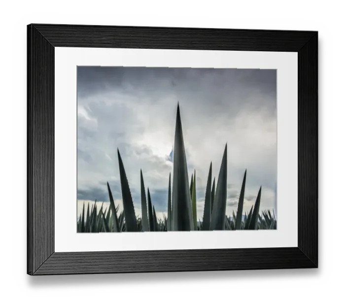 Framed Print : Landscape Blue Agave Framed Print : Landscape Blue Agave