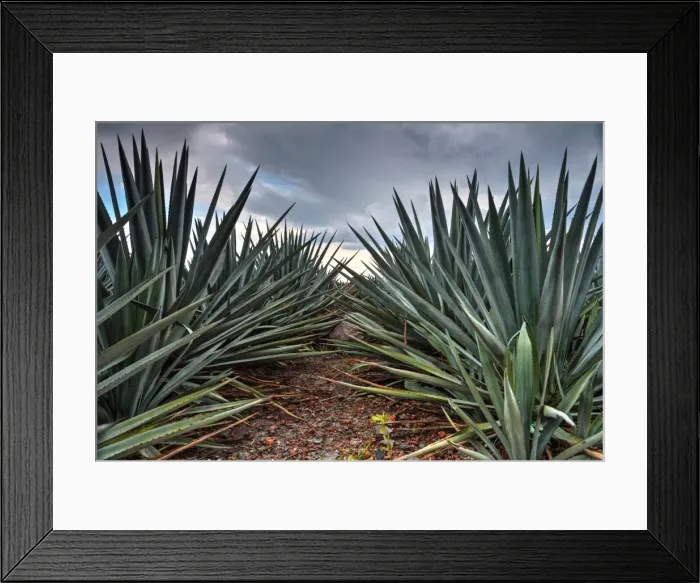 Framed Print : Landscape Blue Agave Framed Print : Landscape Blue Agave