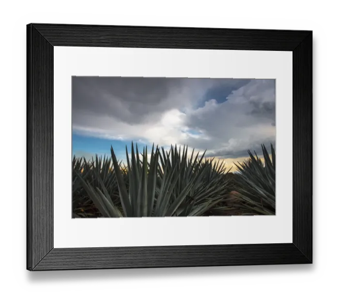 Framed Print : Landscape Blue Agave Framed Print : Landscape Blue Agave
