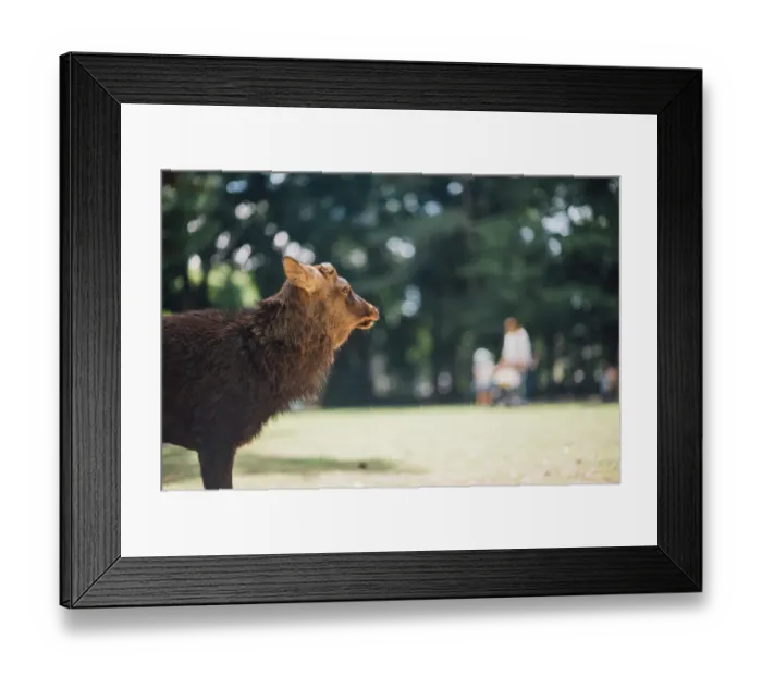 Framed Print : Deer live freely Framed Print : Deer live freely