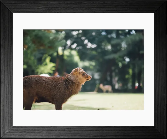 Framed Print : Deer live freely in Nara, Japan Framed Print : Deer live freely in Nara, Japan