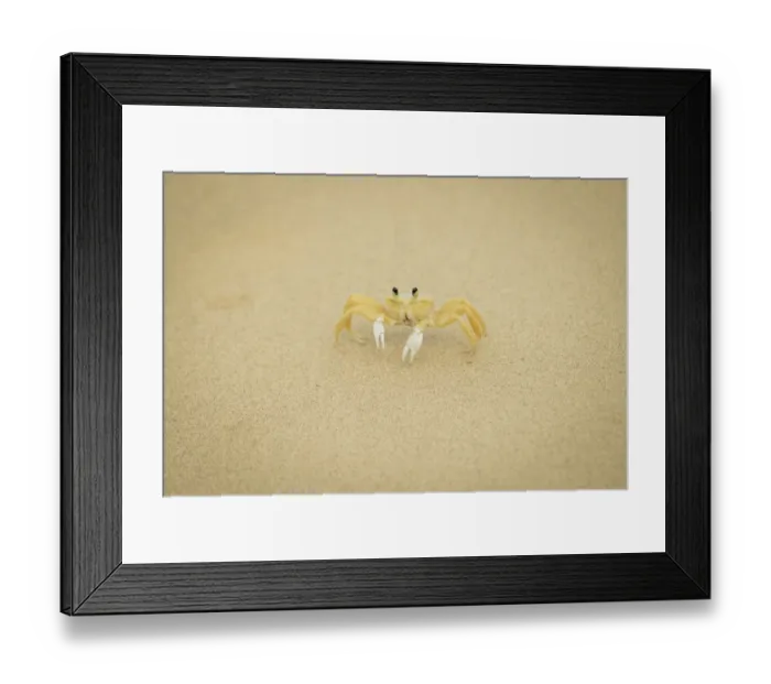 Framed Print : Crab on the sand in praia sancho Framed Print : Crab on the sand in praia sancho