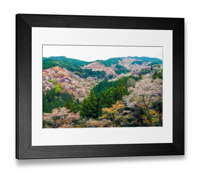 Framed Print : Cherry Blossom in Yoshinoyama Framed Print : Cherry Blossom in Yoshinoyama