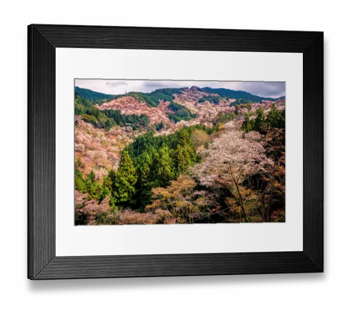 Framed Print : Thousand Cherry Blossom Trees on Mt. Yoshino Framed Print : Thousand Cherry Blossom Trees on Mt. Yoshino