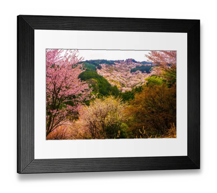 Framed Print : Thousand Cherry Blossom Trees on Mt. Yoshino Framed Print : Thousand Cherry Blossom Trees on Mt. Yoshino