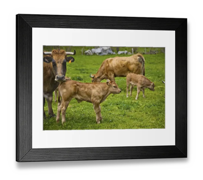 Framed Print : Cows in Somiedo Natural Park Framed Print : Cows in Somiedo Natural Park