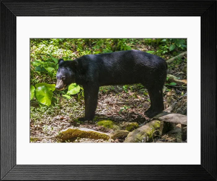 Framed Print : Asiatic Black Bears in Luang Prabang Framed Print : Asiatic Black Bears in Luang Prabang