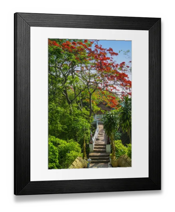 Framed Print : Flamboyant in Phu Si hill in Luang Prabang