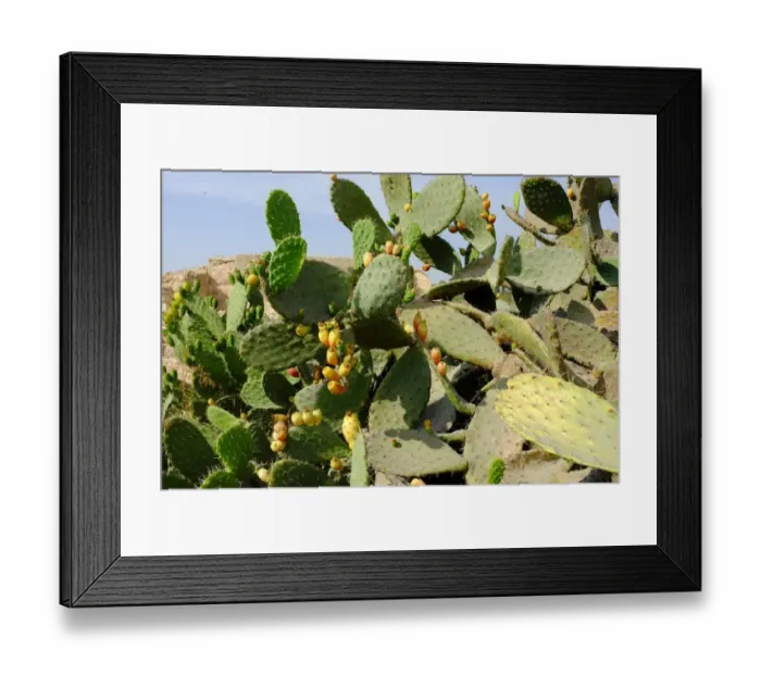Framed Print : Wild cactuses hiding the Crusader church Framed Print : Wild cactuses hiding the Crusader church