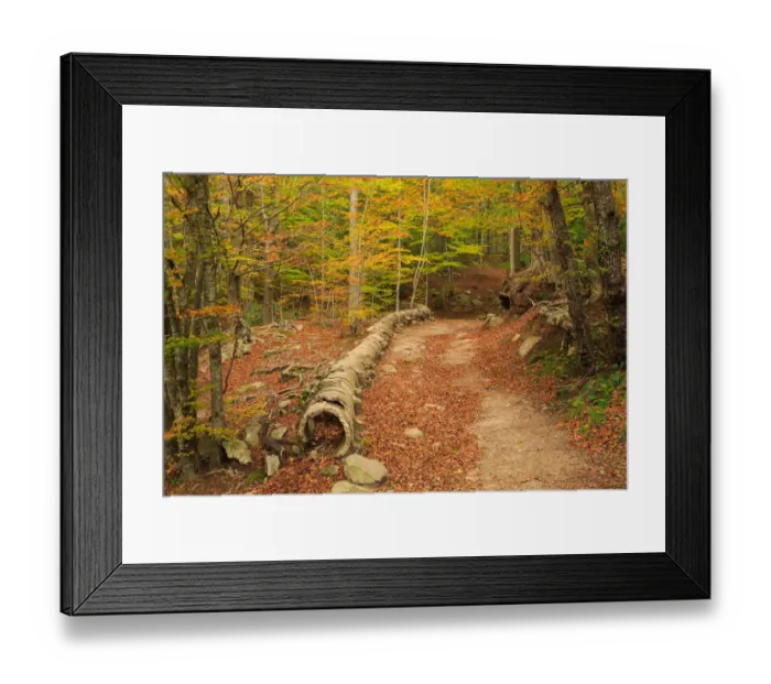 Framed Print : Autumn at Montseny Framed Print : Autumn at Montseny