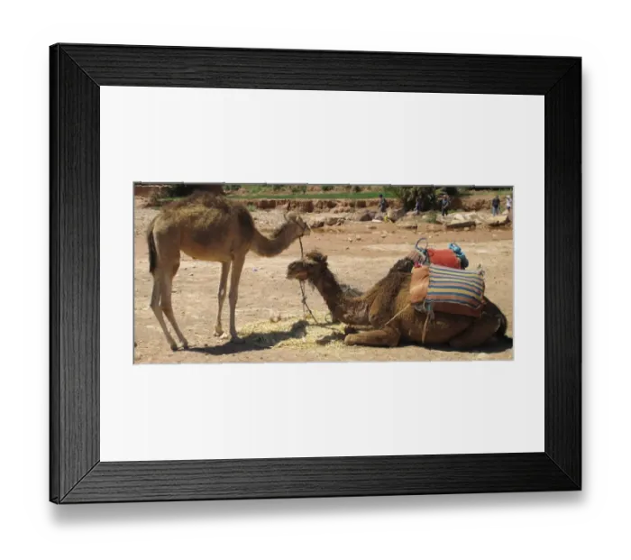 Framed Print : Camels at aOt Benhaddou (aOt Ben Haddou, Morocco) Framed Print : Camels at aOt Benhaddou (aOt Ben Haddou, Morocco)