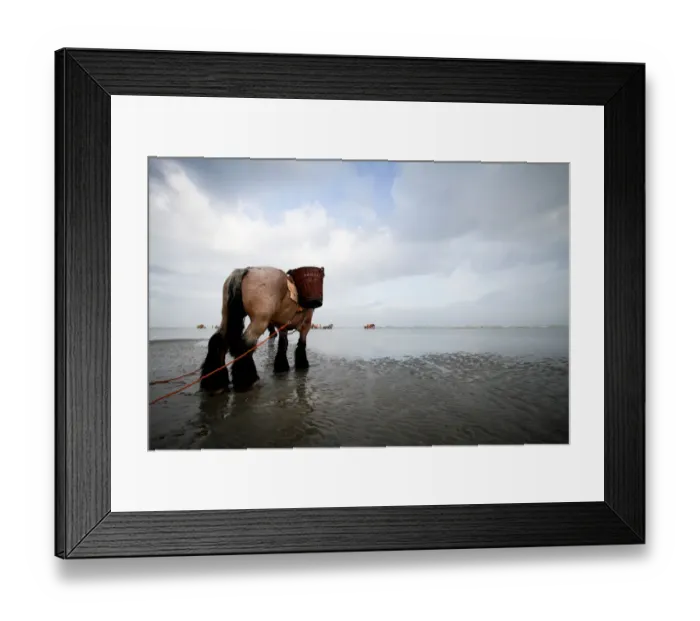 Framed Print : The shrimp fishery Framed Print : The shrimp fishery