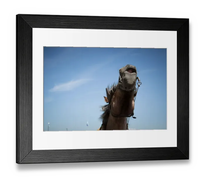 Framed Print : Cheval hennissant Framed Print : Cheval hennissant