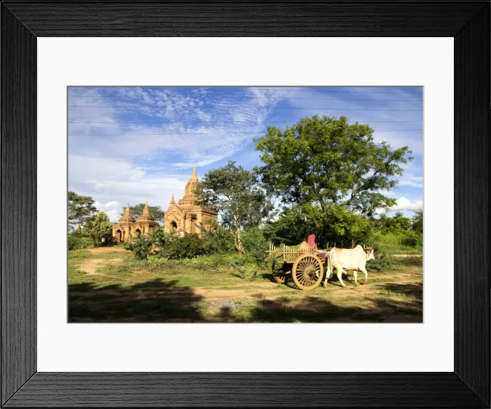 Framed Print : Oxcart Passing, Bagan Framed Print : Oxcart Passing, Bagan