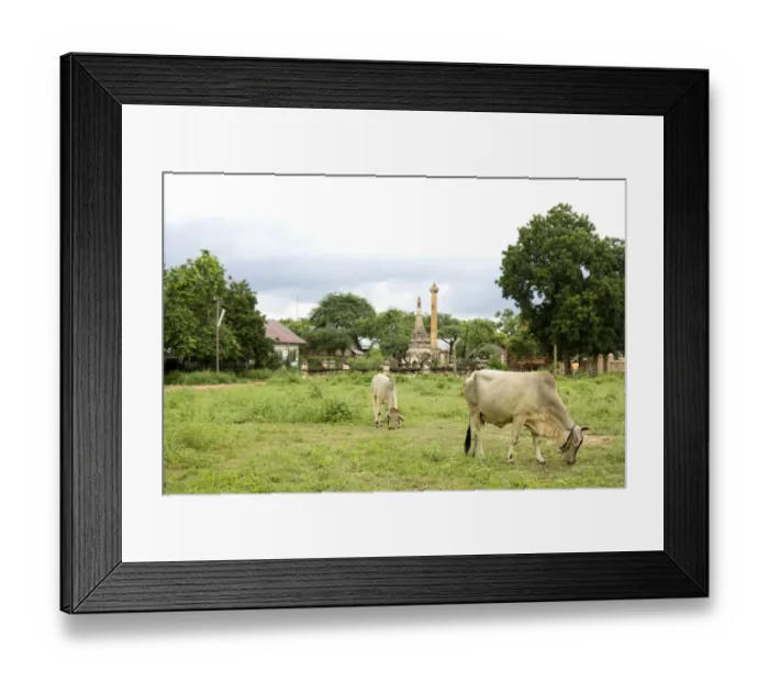Framed Print : Cattle grazing Framed Print : Cattle grazing