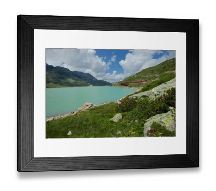 Framed Print : Lago Bianco, alpine roses Framed Print : Lago Bianco, alpine roses