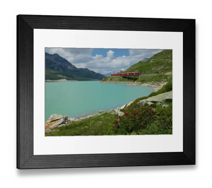 Framed Print : Lago Bianco, alpine roses