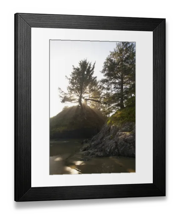 Framed Print : Sun Rays Shine Through A Tree On Long Beach In Pacific Rim National Park Near Tofino Framed Print : Sun Rays Shine Through A Tree On Long Beach In Pacific Rim National Park Near Tofino