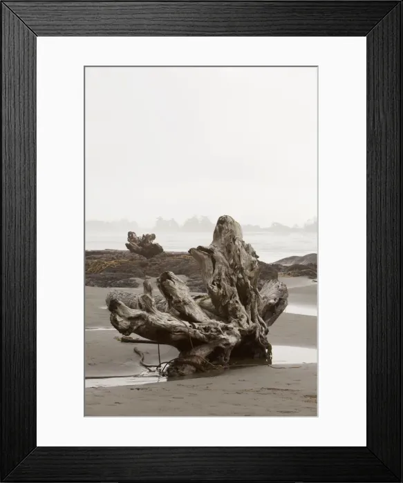 Framed Print : A Large Drift Log Sits On Chestermans Beach Near Tofino Framed Print : A Large Drift Log Sits On Chestermans Beach Near Tofino
