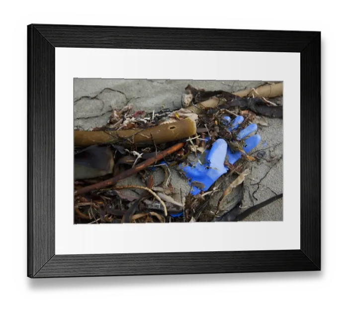 Framed Print : A Rubber Glove And Debris That Has Washed Up On Ucluth Beach In The Wya Point Campground Near Ucluelet On Vancouver Island Framed Print : A Rubber Glove And Debris That Has Washed Up On Ucluth Beach In The Wya Point Campground Near Ucluelet On Vancouver Island