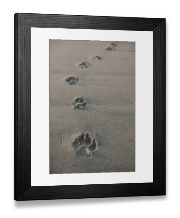 Framed Print : Animal Tracks Most Likely Dog Tracks In The Endangered And Rare Coastal Sand Dunes At Wickaninnish Beach (Which Connects To Long Beach) In Pacific Rim National Park Near Tofino Framed Print : Animal Tracks Most Likely Dog Tracks In The Endangered And Rare Coastal Sand Dunes At Wickaninnish Beach (Which Connects To Long Beach) In Pacific Rim National Park Near Tofino