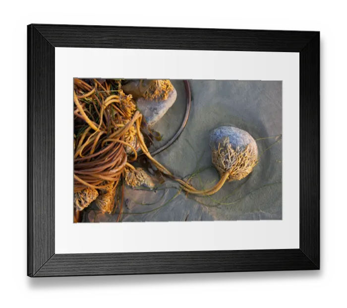 Framed Print : Bull Kelp Seaweed Washed Up On Wickaninnish Beach In Pacific Rim National Park Near Tofino
