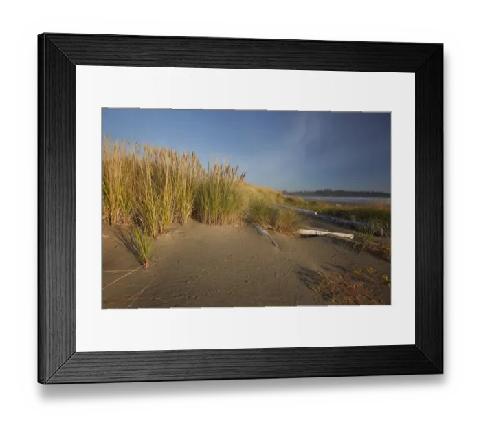 Framed Print : Endangered And Rare Coastal Sand Dunes At Wickaninnish Beach (Which Connects To Long Beach) In Pacific Rim National Park Near Tofino Framed Print : Endangered And Rare Coastal Sand Dunes At Wickaninnish Beach (Which Connects To Long Beach) In Pacific Rim National Park Near Tofino